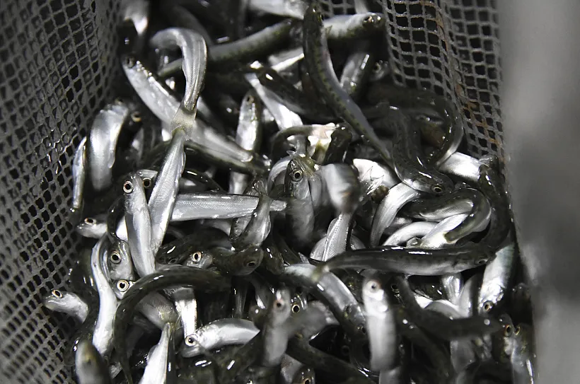 Из&nbsp;Ростовской области в&nbsp;две страны экспортировали почти 40&nbsp;тонн рыбы