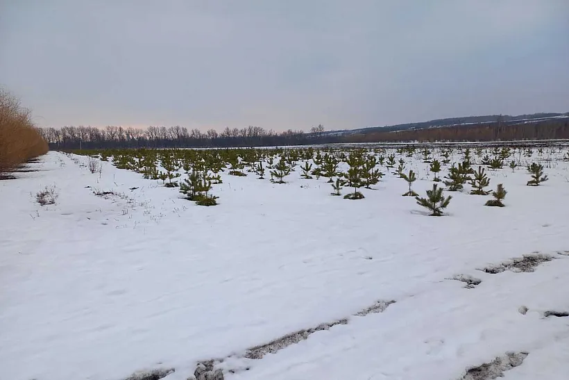 В&nbsp;Саратовской области в&nbsp;этом году высадят деревья на&nbsp;площади 100&nbsp;гектаров