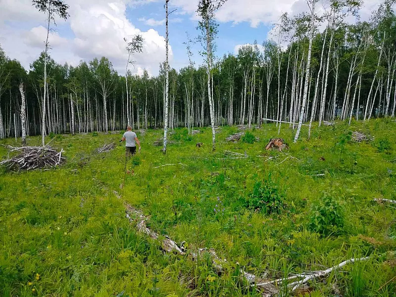 В&nbsp;Красноярском крае снизилось число нарушений на&nbsp;арендованных участках леса