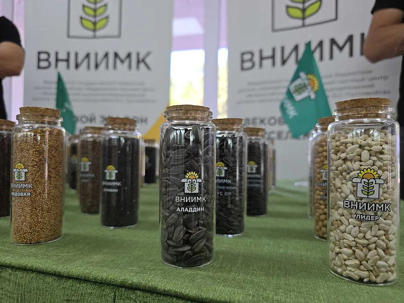 На&nbsp;Кубани разработали технологию для&nbsp;переработки подсолнечника