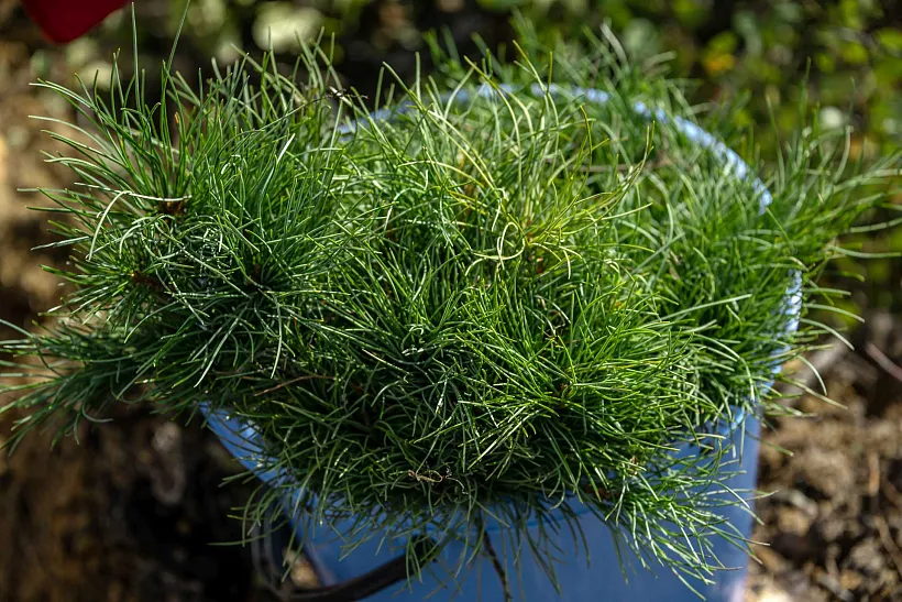 Учащиеся школы в&nbsp;селе Стригуны Белгородской области высадили 100&nbsp;сосен