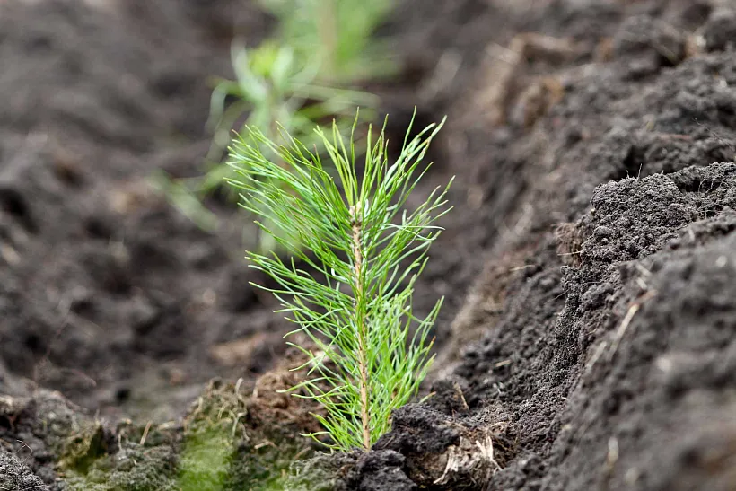 В&nbsp;Самарской области высадят более 150&nbsp;тысяч деревьев