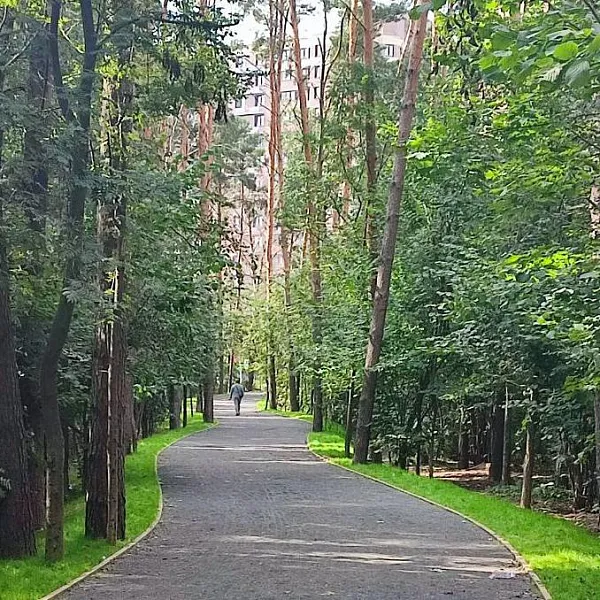 В&nbsp;Подмосковье открылся Видновский лесопарк