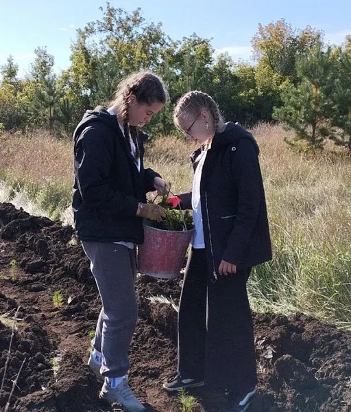 В&nbsp;лесничестве Алтайского края высадили 10&nbsp;тыс. молодых сосен
