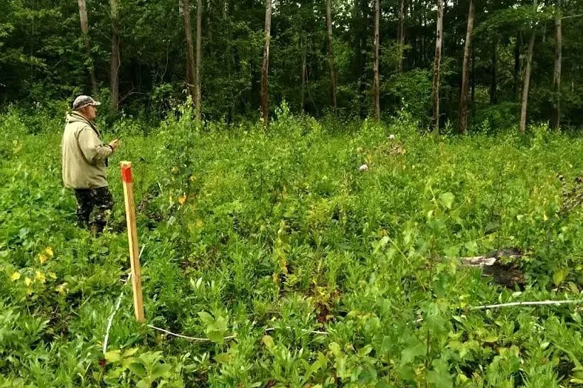 В&nbsp;Липецкой области стартовал мониторинг воспроизводства лесов