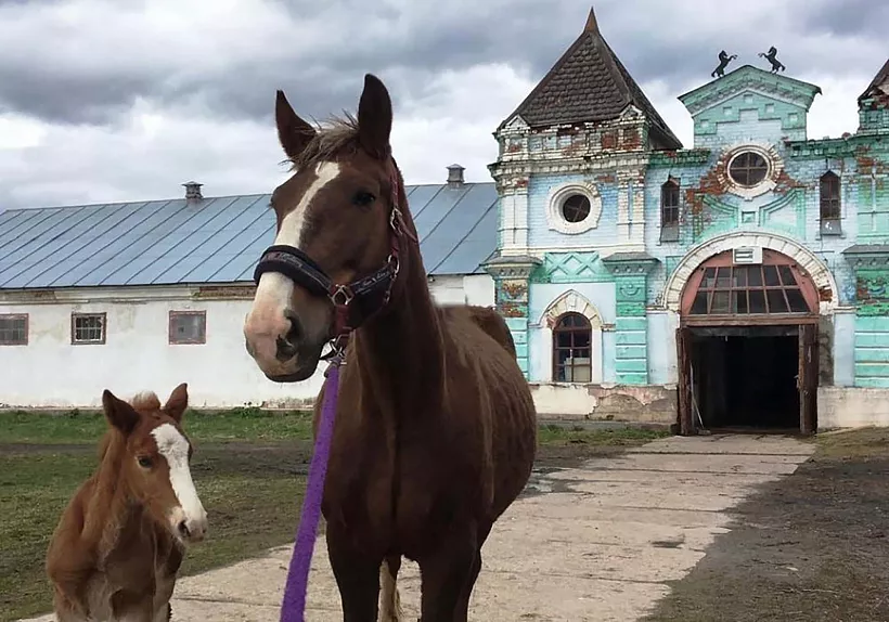 Конезавод в&nbsp;Костромской области получит туристическое оборудование