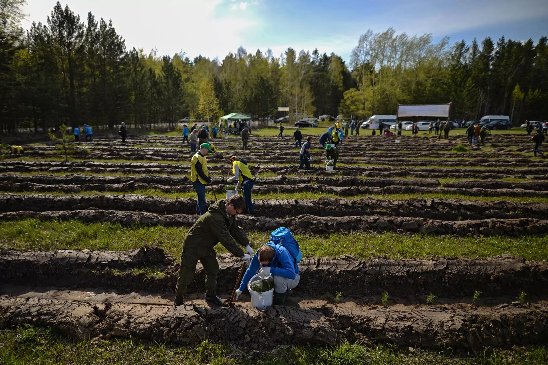 На&nbsp;Камчатке недропользователи высадили 22&nbsp;тыс. саженцев каменной березы
