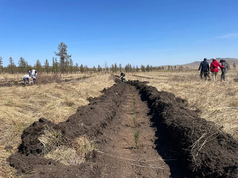 В&nbsp;Республике Тыва перевыполнили план мероприятий по&nbsp;восстановлению лесов