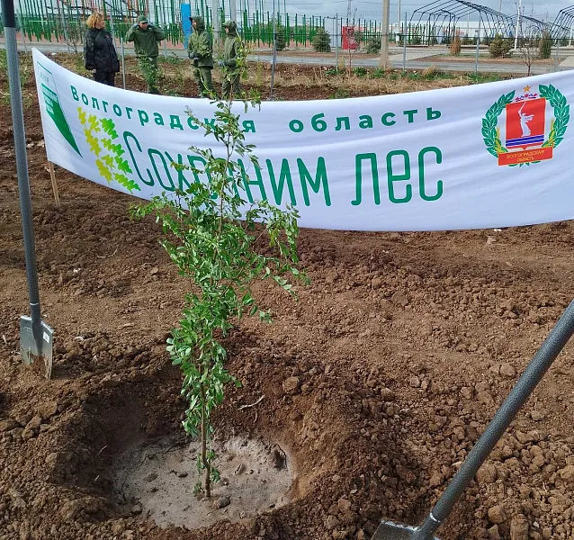 В&nbsp;Волгоградской области высадили почти миллион деревьев в&nbsp;2025&nbsp;году