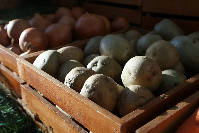 Семенной картофель планируют поставлять из&nbsp;Красноярского края в&nbsp;Монголию