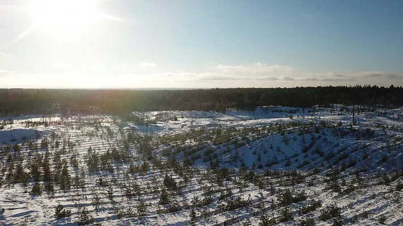 В&nbsp;Нижегородской области за&nbsp;год восстановлено 13,8&nbsp;тыс. гектаров леса