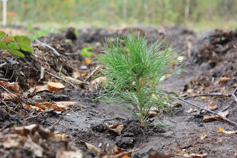 В&nbsp;Мордовии высадили более 33,8&nbsp;тысячи деревьев