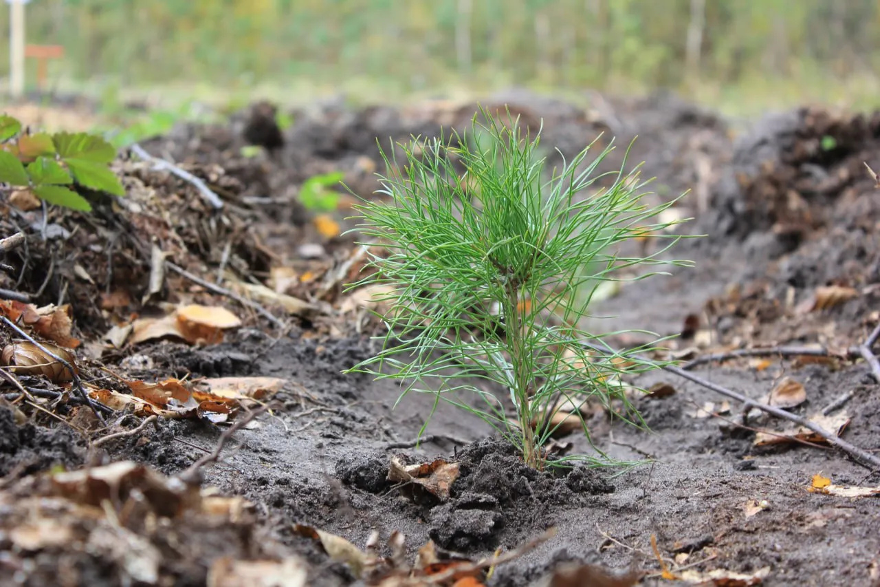 Администрации Главы и Правительства Республики Мордовия