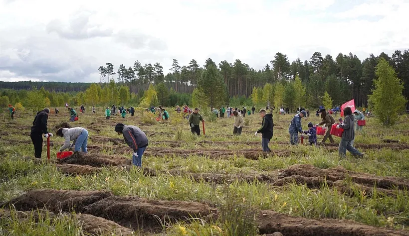 Приангарье вошло в&nbsp;топ-5&nbsp;активных участников акции &laquo;Сохраним лес&raquo;