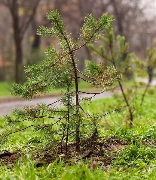 В&nbsp;Белгородской области начались весенние лесовосстановительные работы