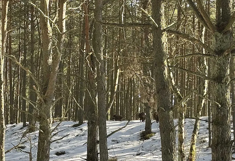 В&nbsp;Калининградской области определили численность животных на&nbsp;Куршской косе