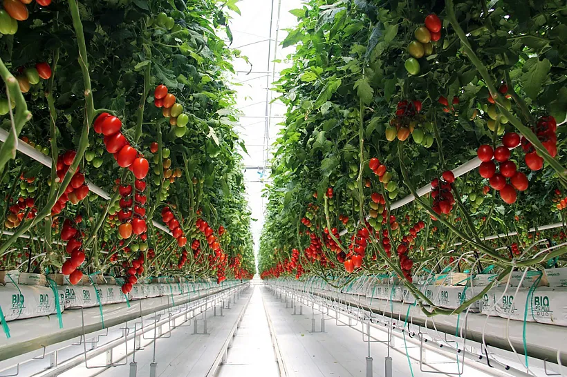 В&nbsp;Воронеже тепличный комплекс повысит производительность труда на&nbsp;5%