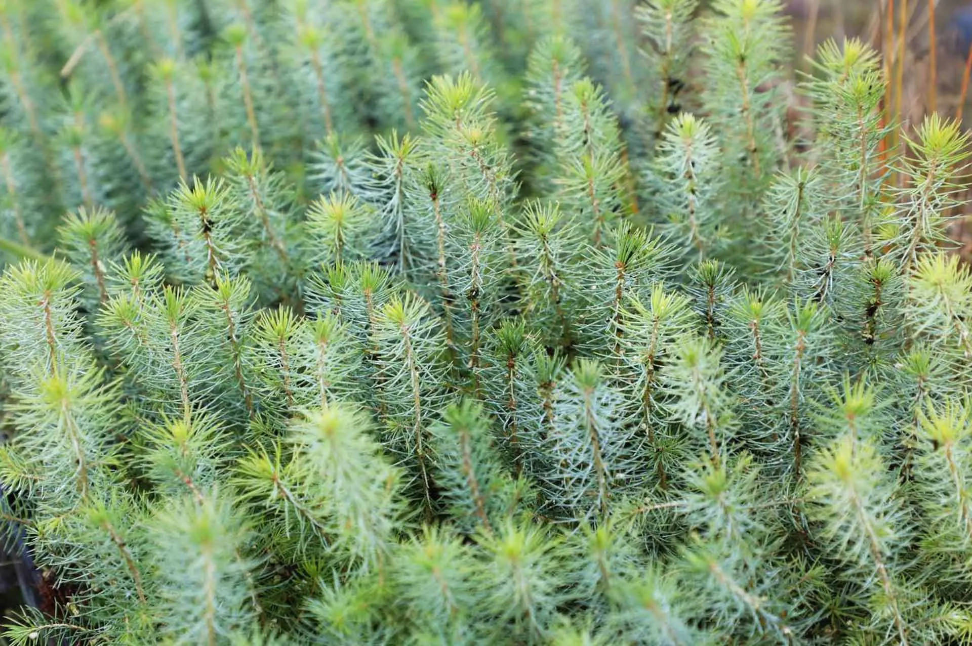 Департамент лесного комплекса Вологодской области