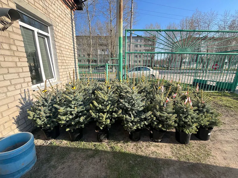 В&nbsp;Сухом Логу Свердловской области появятся свыше 500&nbsp;новых деревьев