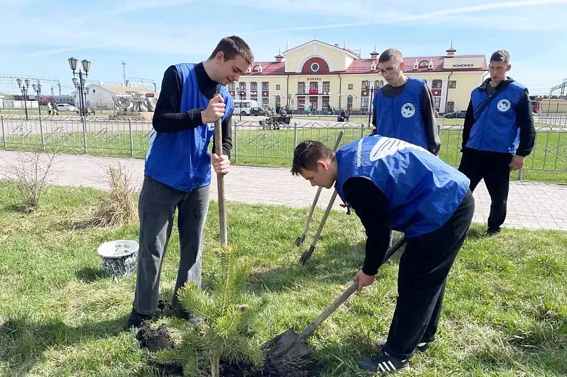 В&nbsp;Новосибирской области высадили 3600&nbsp;сеянцев сосны