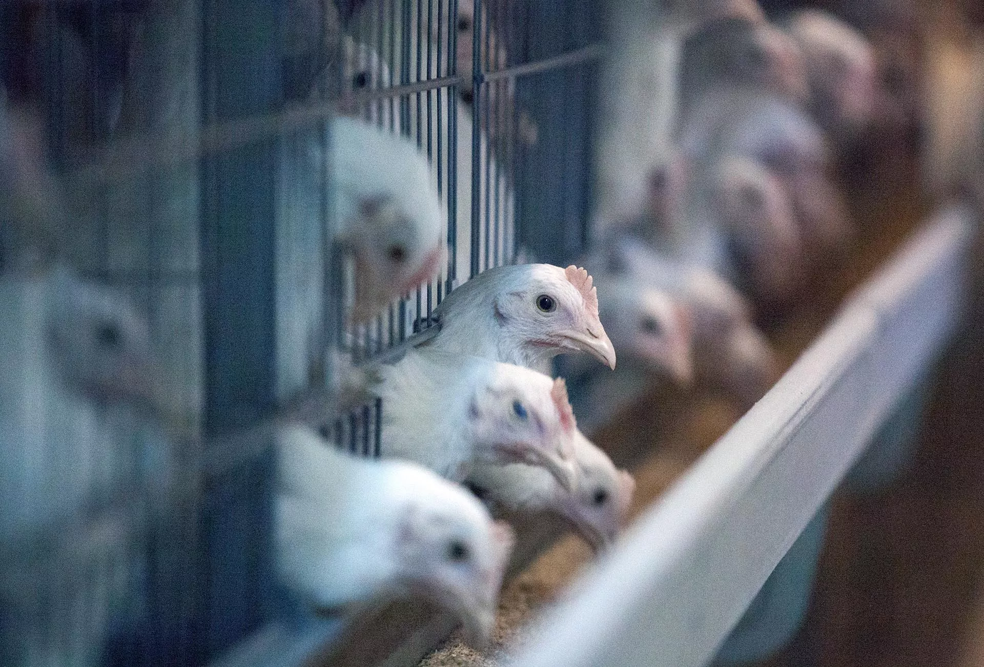 Ставрополье увеличило экспорт сельхозпродукции в&nbsp;Китай на&nbsp;42%