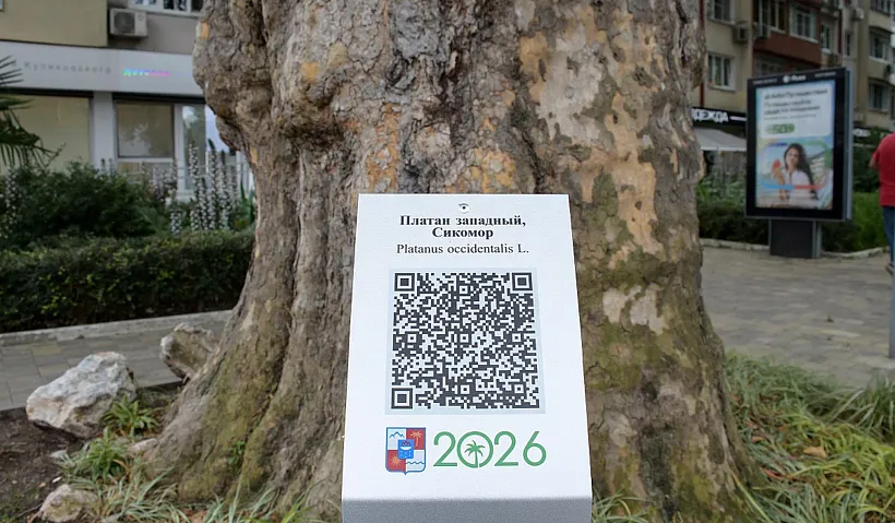 Три дерева-патриарха из&nbsp;Сочи получили индивидуальные QR-коды