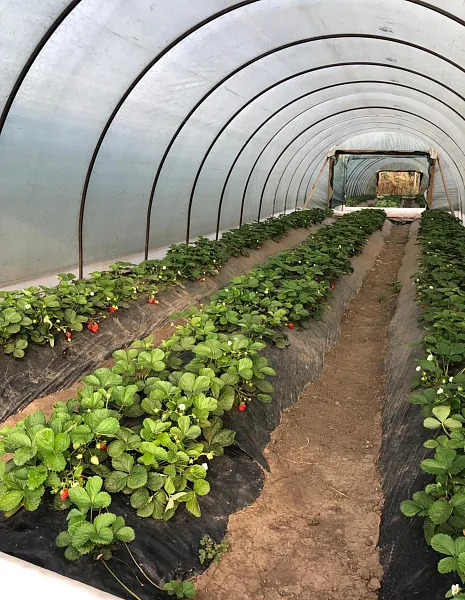 В&nbsp;Ипатовском округе Ставрополья за&nbsp;5&nbsp;лет заключили более 500&nbsp;соцконтрактов