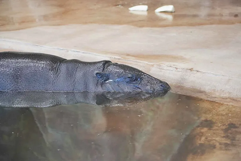 Проект &laquo;Активные граждане&raquo; поможет проверить знания о&nbsp;карликовых бегемотах