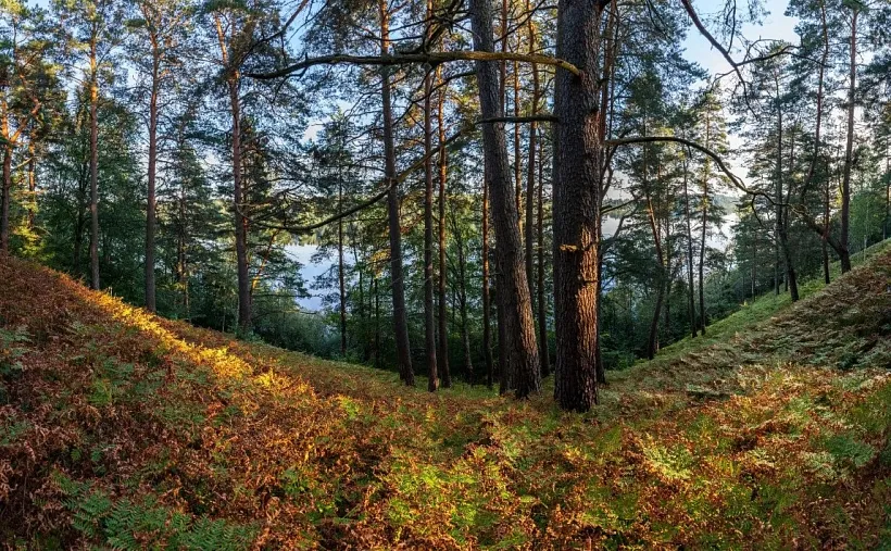 В&nbsp;Лужском районе Ленобласти создана охранная зона памятника природы