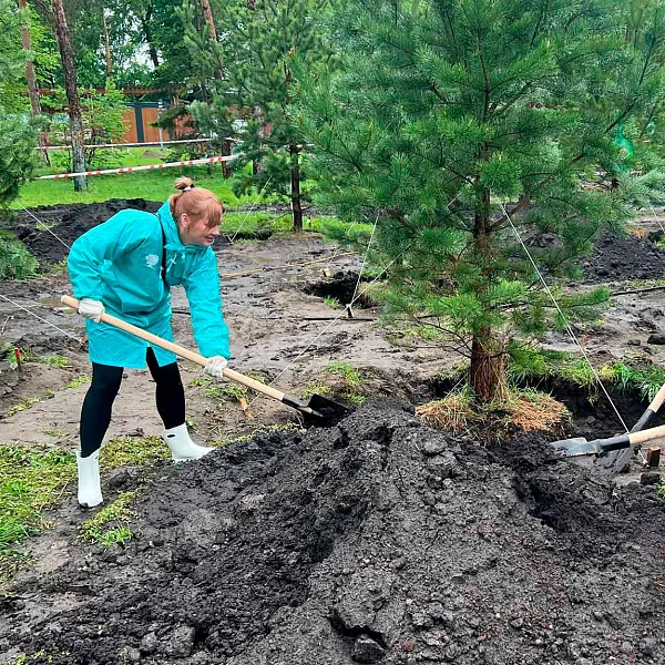 В&nbsp;Красноярске высадили аллею из&nbsp;41&nbsp;сосны