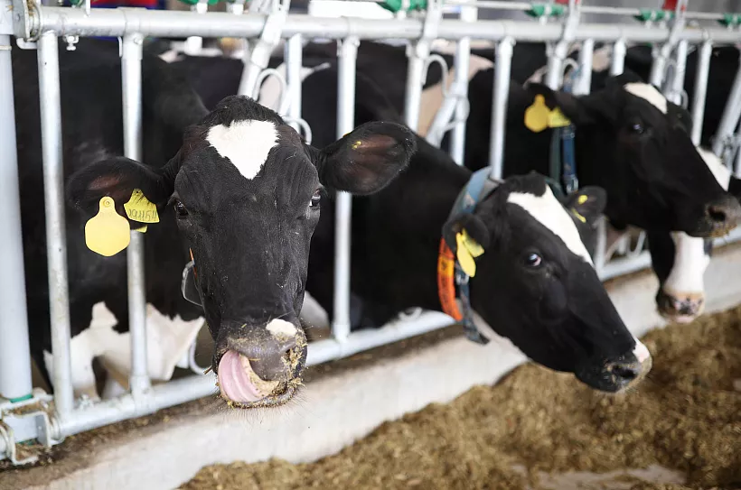 В&nbsp;Удмуртии производитель молочной продукции увеличит выработку на&nbsp;10%