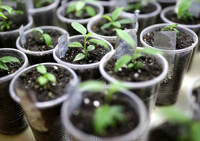 В&nbsp;Томской области прошла защита проектов выпускников &laquo;Школы фермера&raquo;