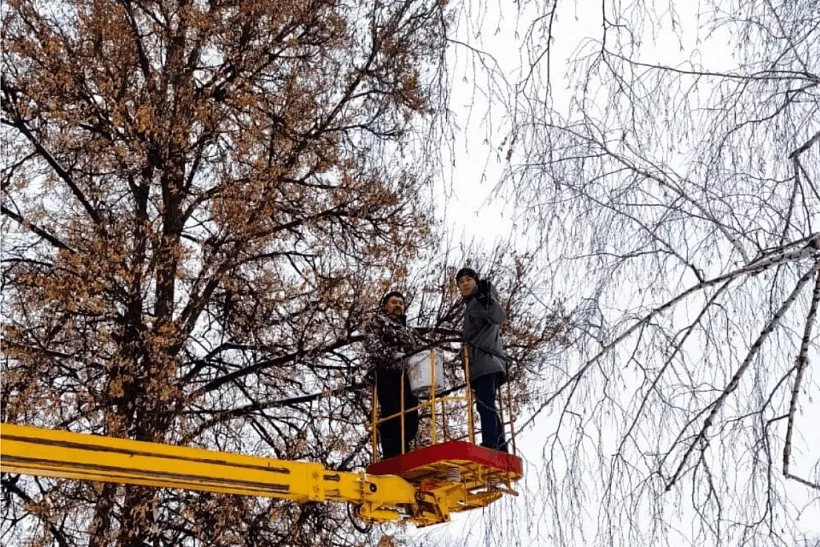Лесоводы в&nbsp;Башкортостане заготовили семена лестных растений