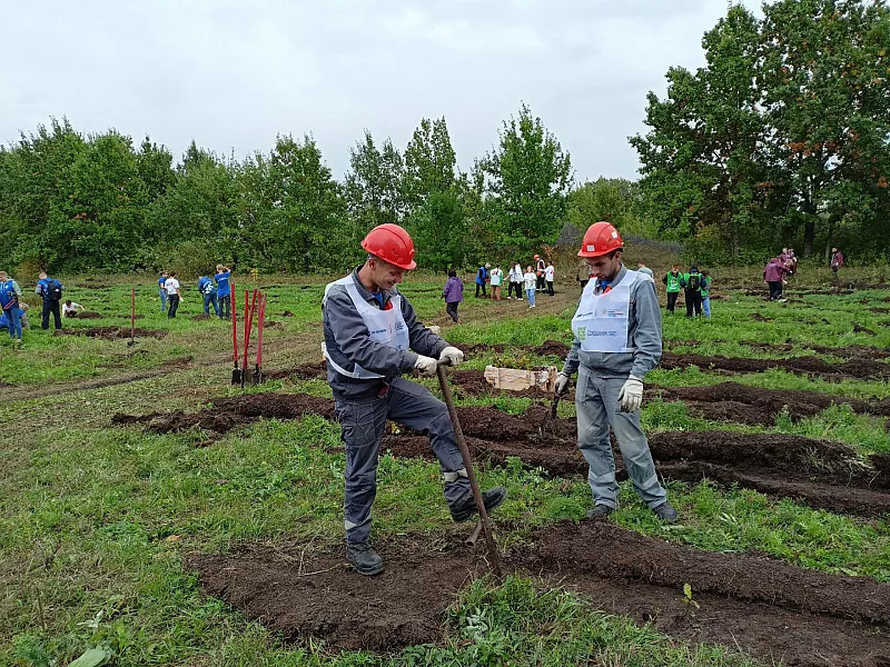 В&nbsp;Балаковском районе Саратовской области высадили 18&nbsp;тыс. сеянцев дуба
