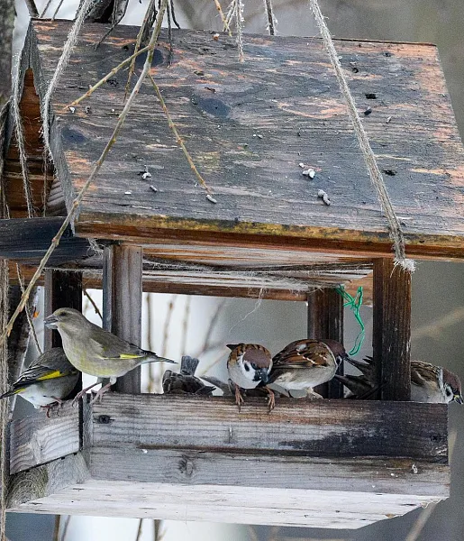 В&nbsp;лесах Адыгеи установят 190&nbsp;скворечников в&nbsp;этом году