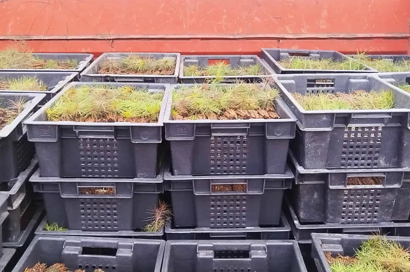 В&nbsp;Липецкой области высадят 210&nbsp;тысяч сеянцев сосны