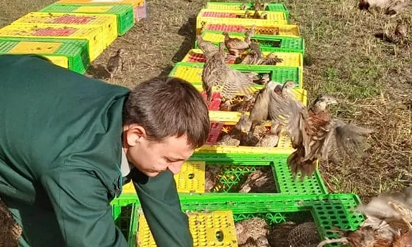В&nbsp;Абинском районе Краснодарского края завершили осенний выпуск фазанов