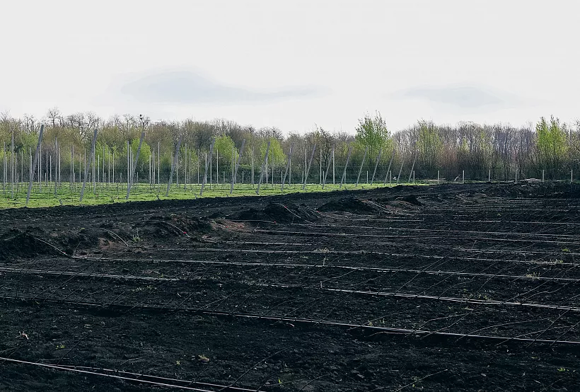 В&nbsp;Ставрополе создали хозяйство по&nbsp;безвирусному производству