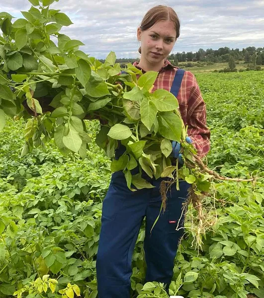 В&nbsp;Вологодской области собрали более 90&nbsp;тысяч тонн картофеля