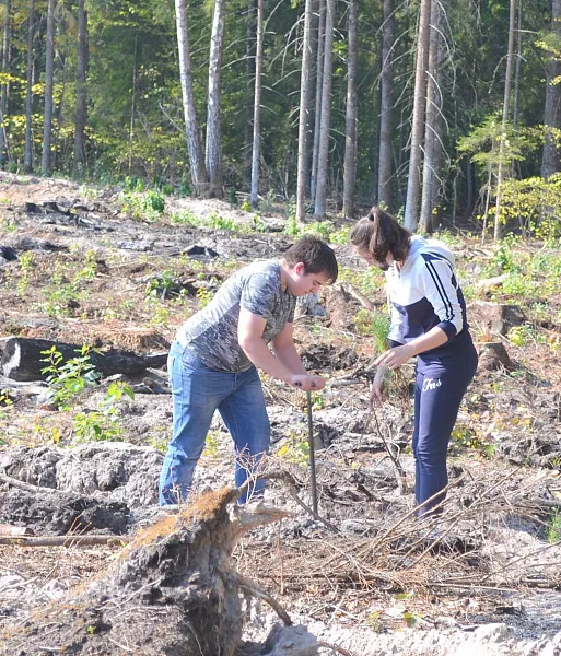 В&nbsp;Калужской области школьники посадили более 10&nbsp;тысяч саженцев деревьев