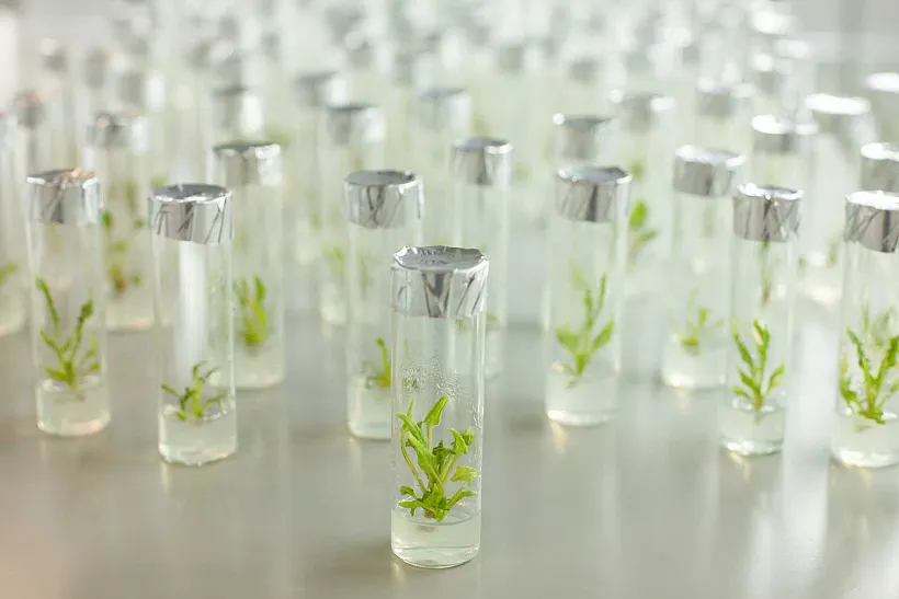 От&nbsp;пробирки до&nbsp;переработки: как&nbsp;в&nbsp;России развивают свеклосахарную отрасль