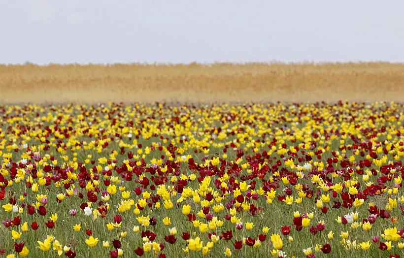 В&nbsp;Волгоградской области создали охранные зоны для&nbsp;25&nbsp;природных территорий