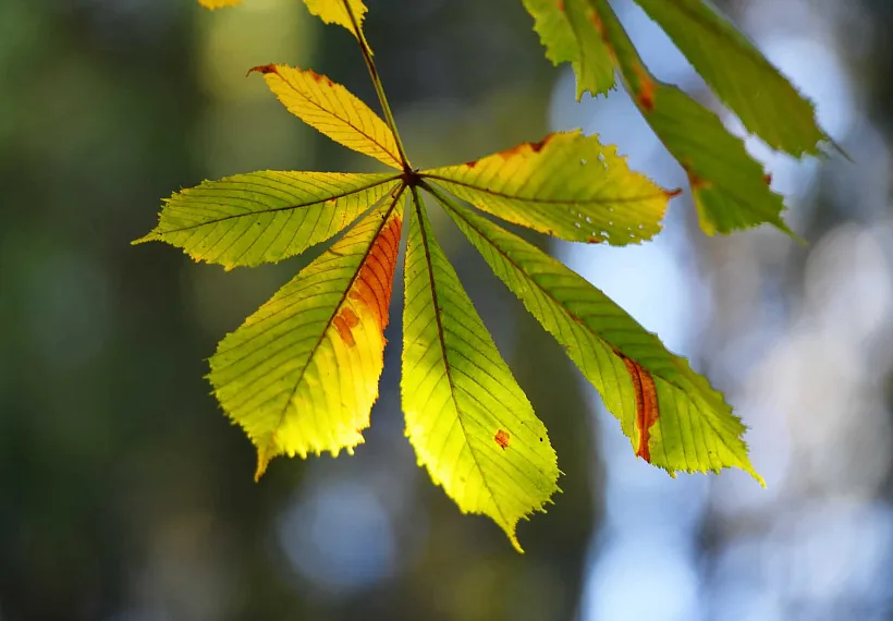 В&nbsp;селе Владимировка Самарской области высадили аллею из&nbsp;40&nbsp;деревьев