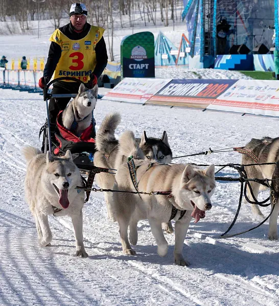 На&nbsp;старт гонки &laquo;Берингия&raquo; на&nbsp;Камчатке выйдут 15&nbsp;участников