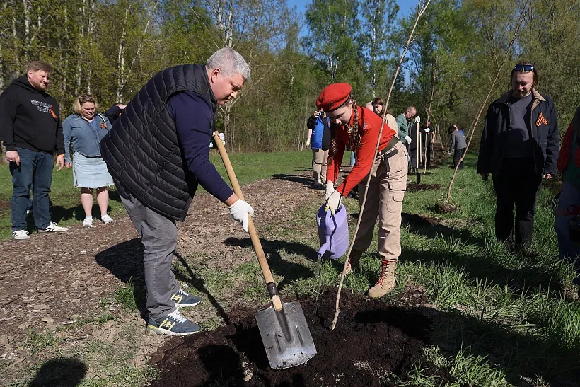 В&nbsp;Великом Новгороде высадили кленовую аллею