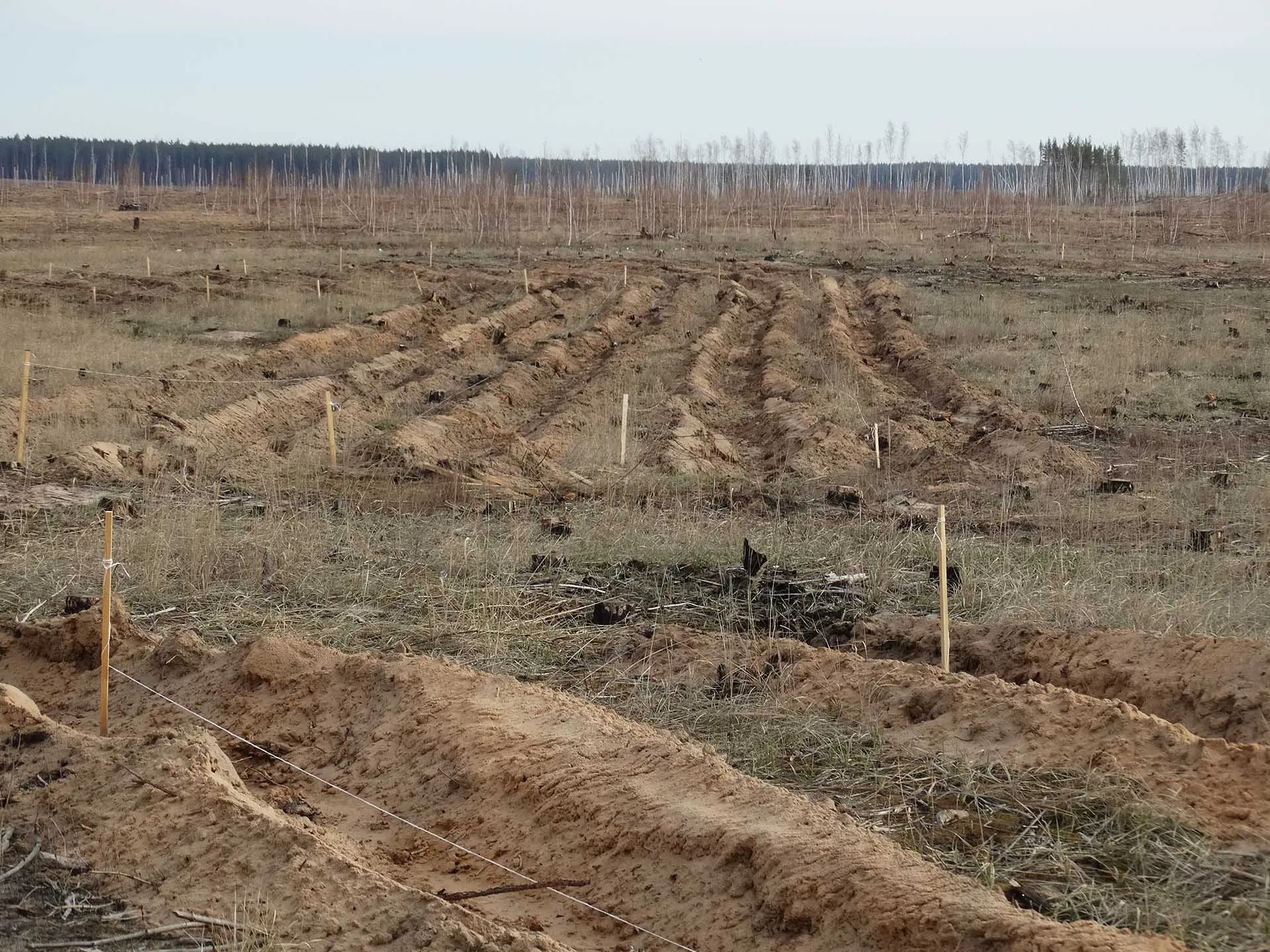 Министерство лесного хозяйства Воронежской области