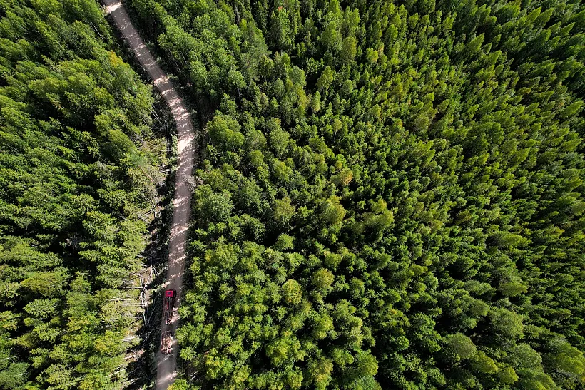 В&nbsp;лесах Волгоградской области начали готовиться к&nbsp;санитарной обработке