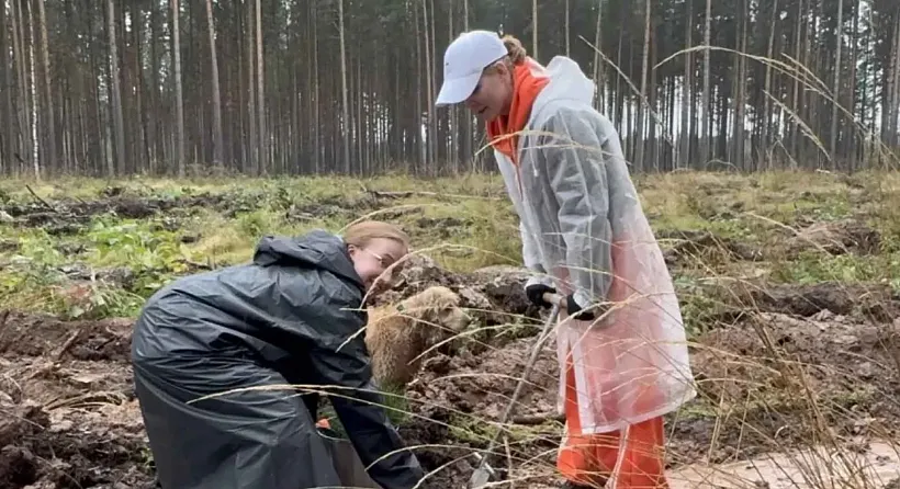 В&nbsp;Свердловской области высадили почти 170&nbsp;тысяч деревьев