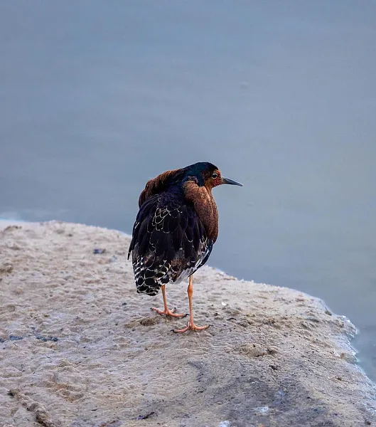 В&nbsp;Салехарде открылась фотовыставка, посвященная птицам Арктики