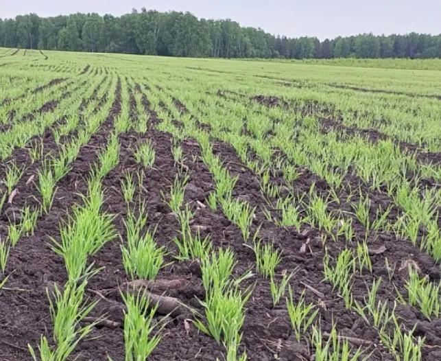 В&nbsp;Пермском крае откроют завод по&nbsp;производству витаминно-травяной муки